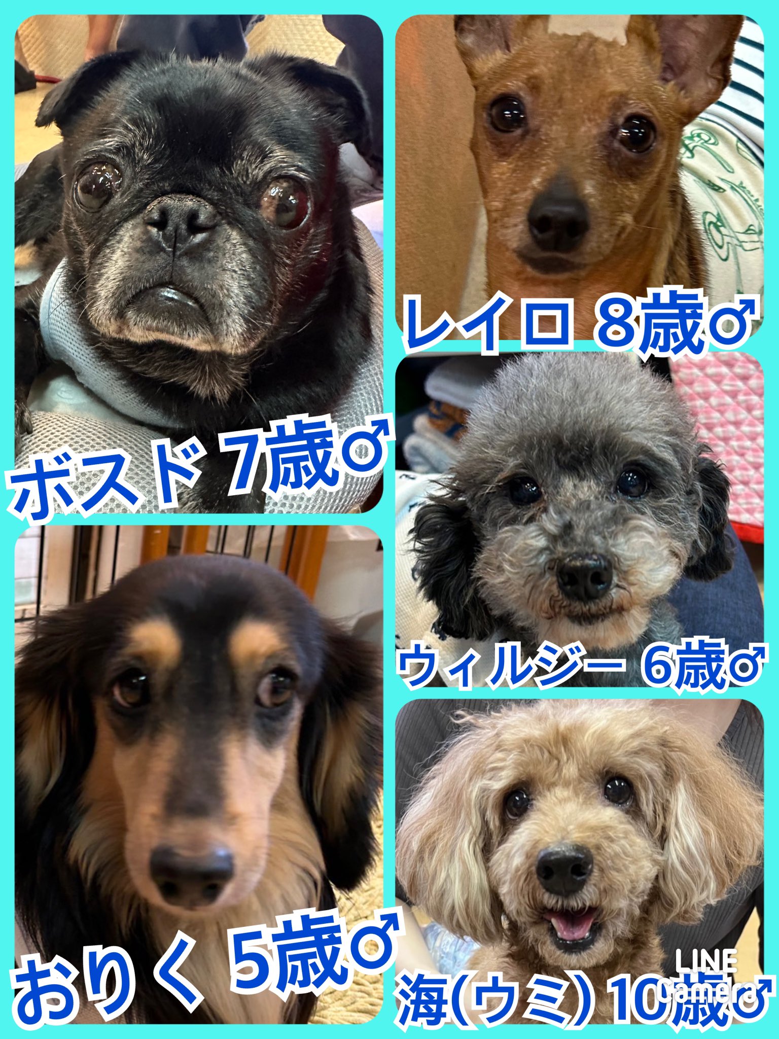 🐾今日の里親様募集中ワンコ🐶メンバーです🐾2023,9,23【保護犬カフェ天神橋店】